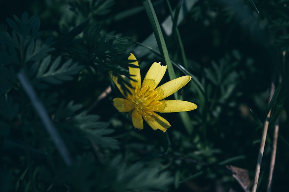 yellow flower with green leaves