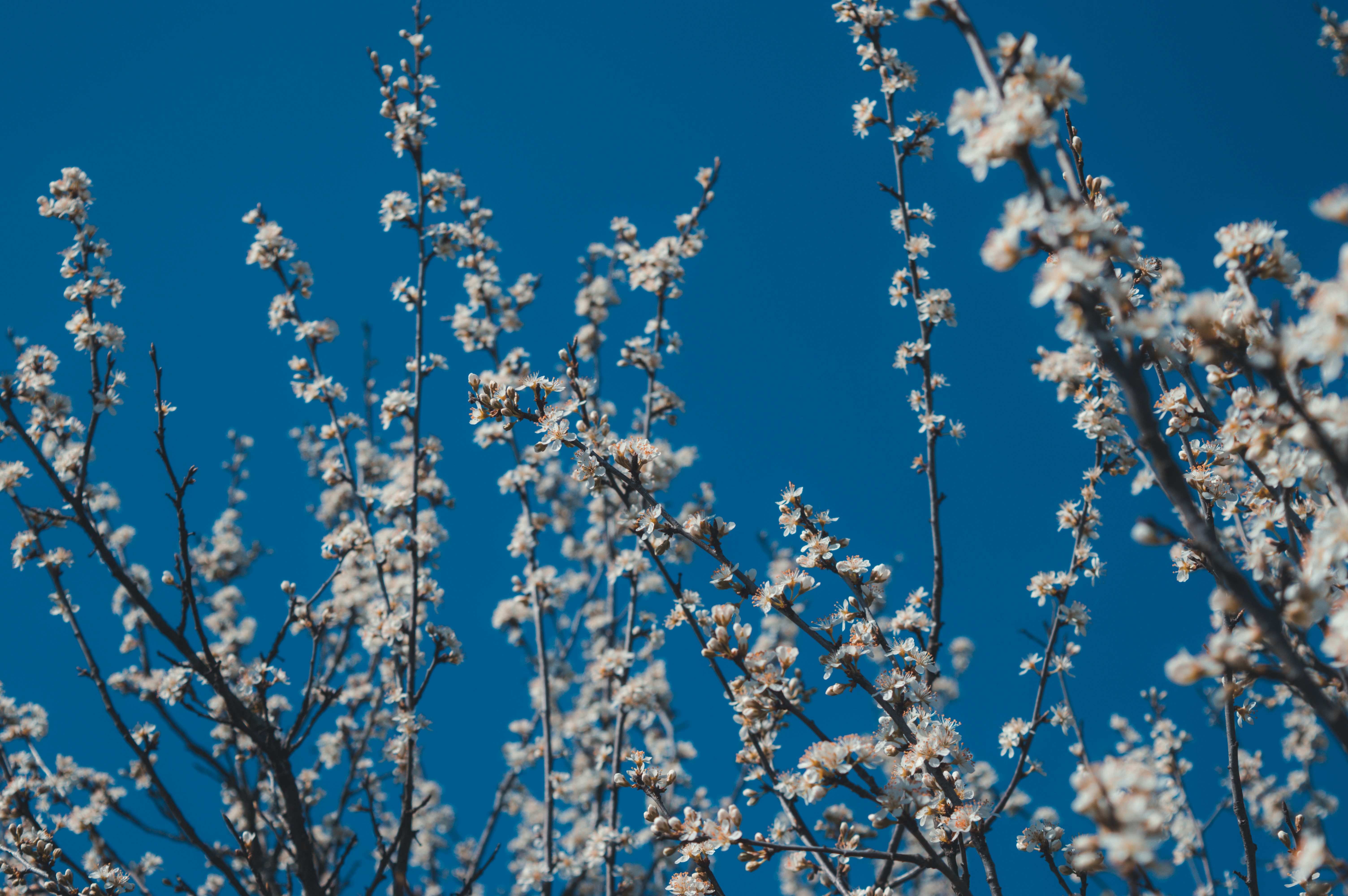 Photo by claudiumorut