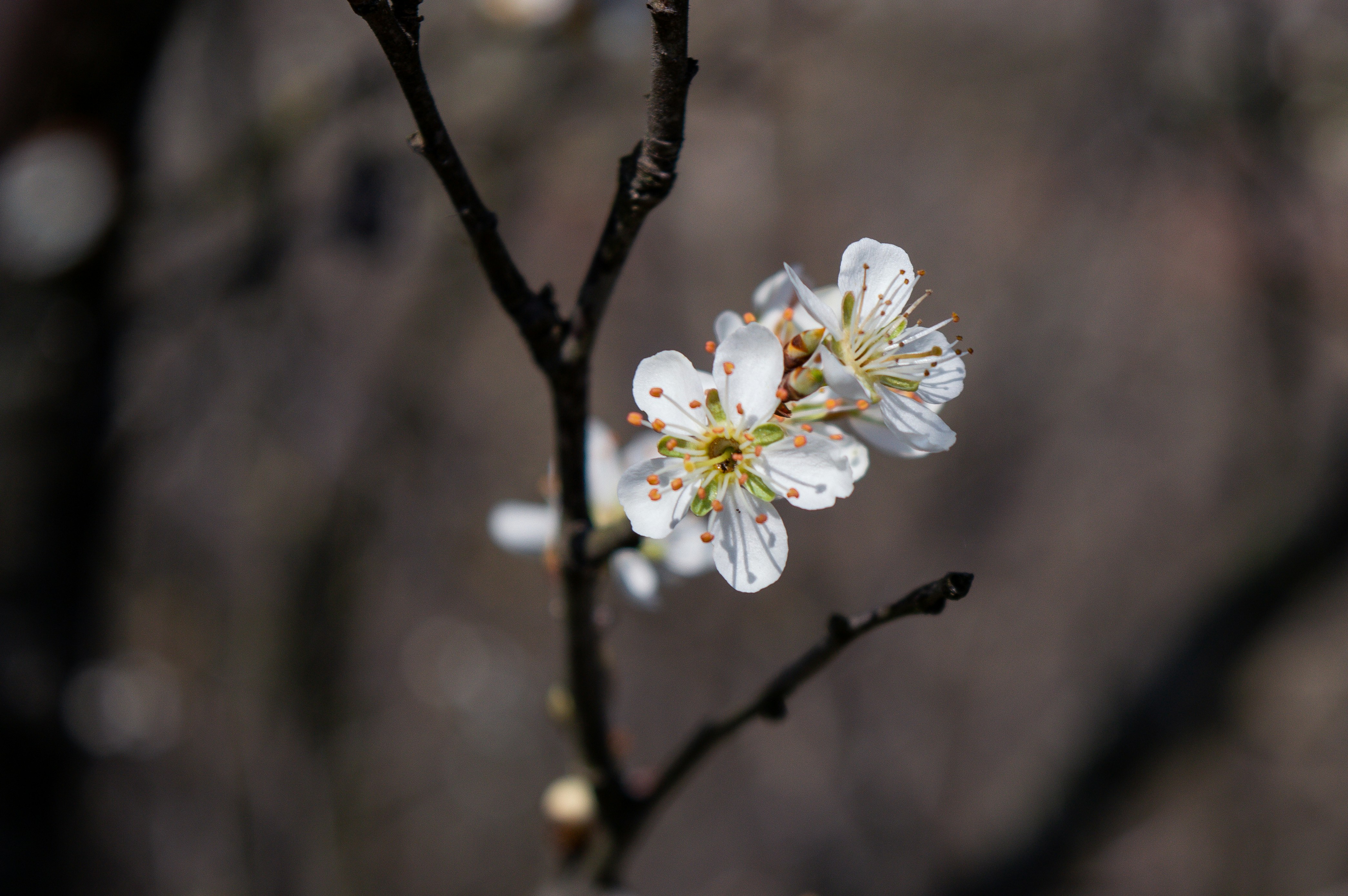 Photo by claudiumorut