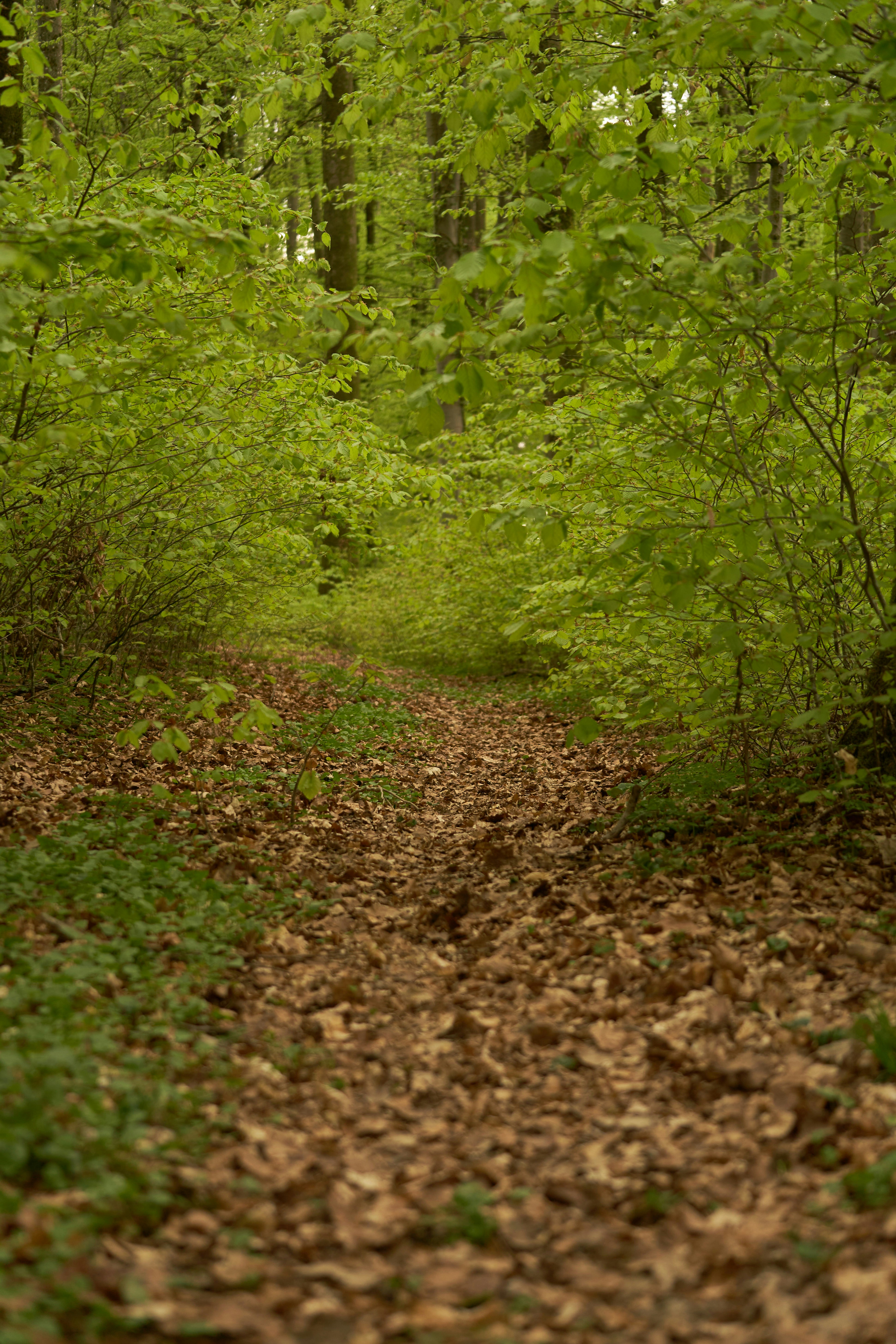 Photo by wolfgang_hasselmann