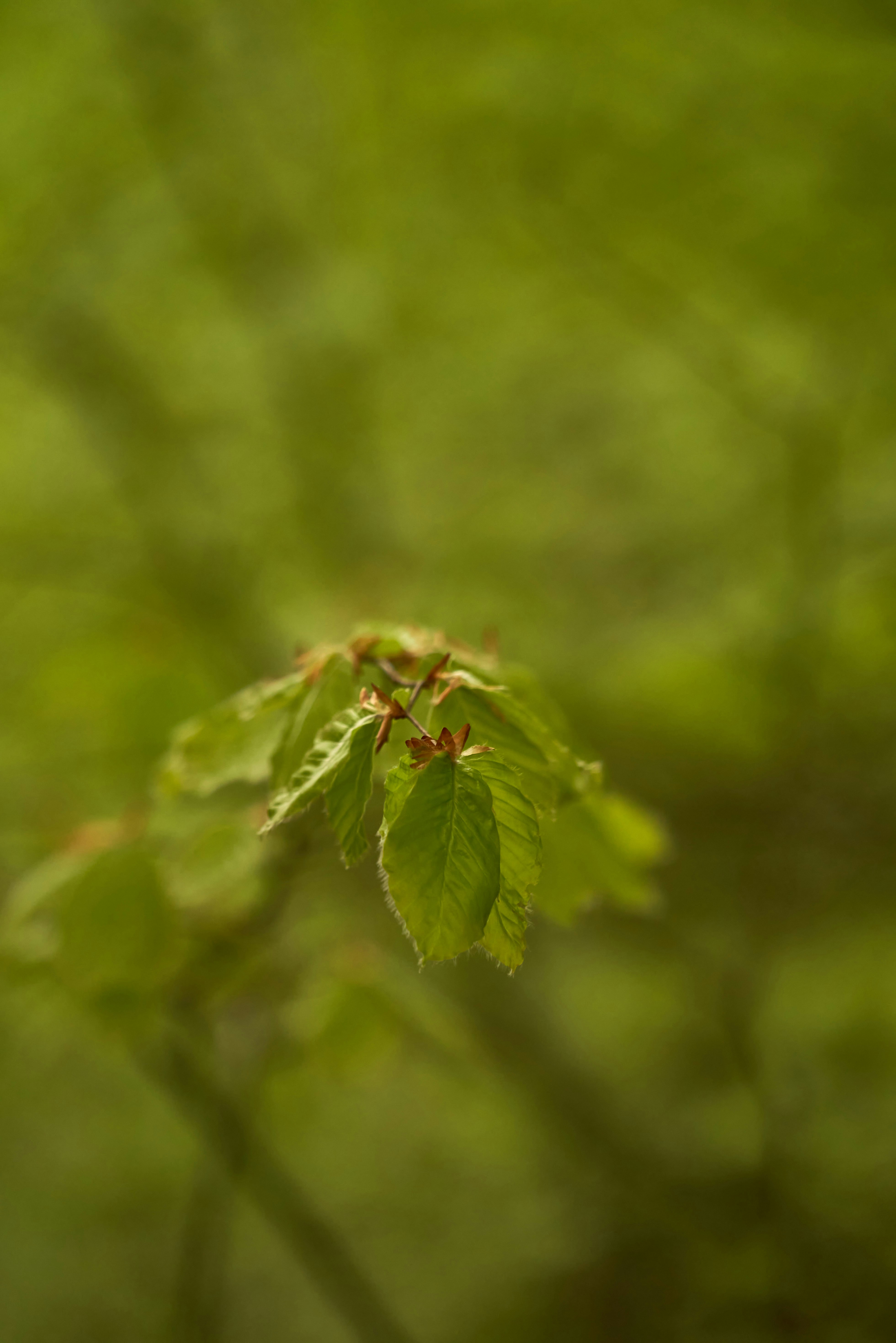 Photo by wolfgang_hasselmann