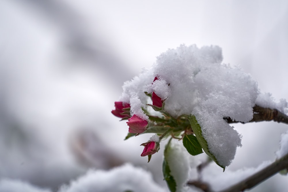 white and red flower covered with snow