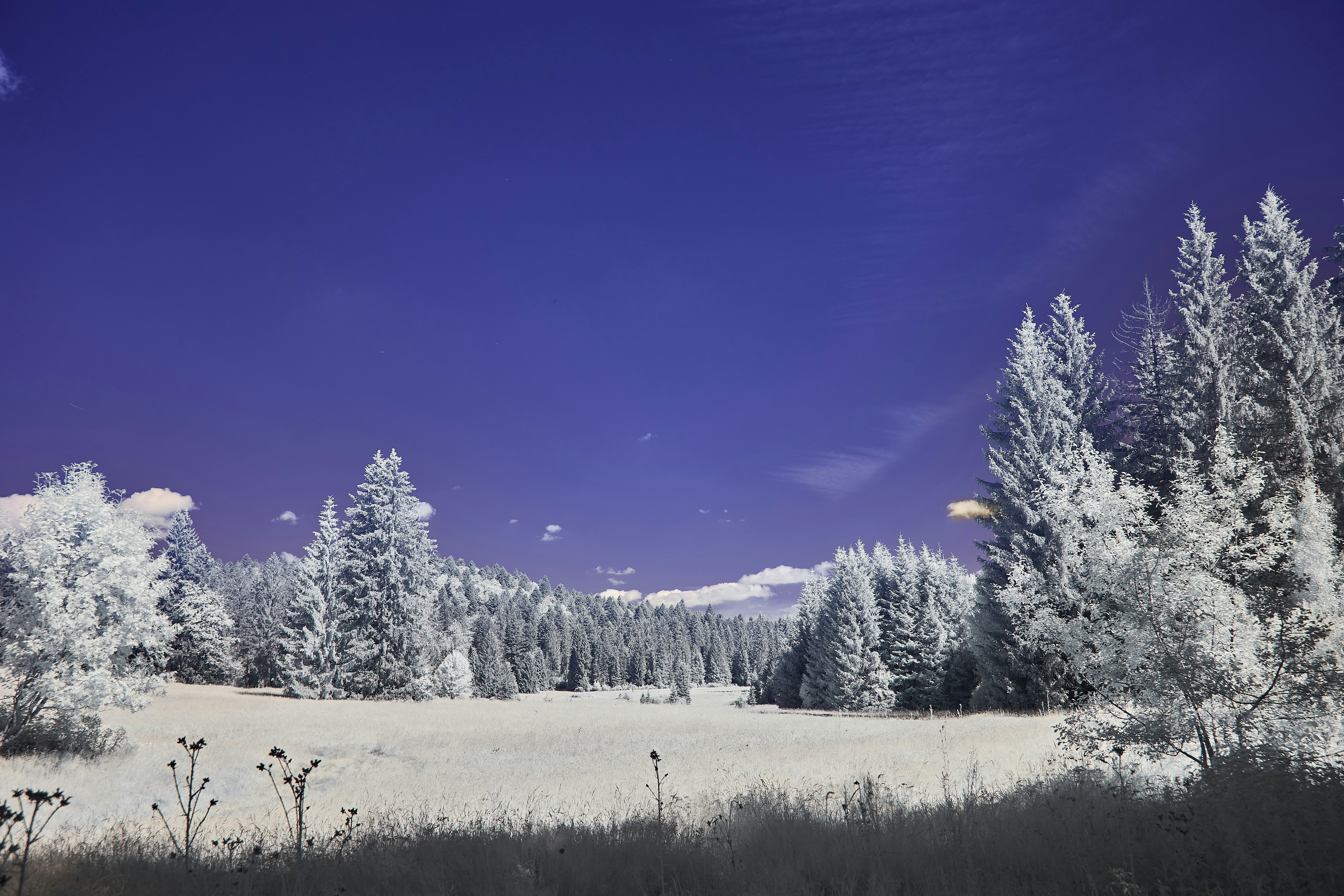 Photo by wolfgang_hasselmann