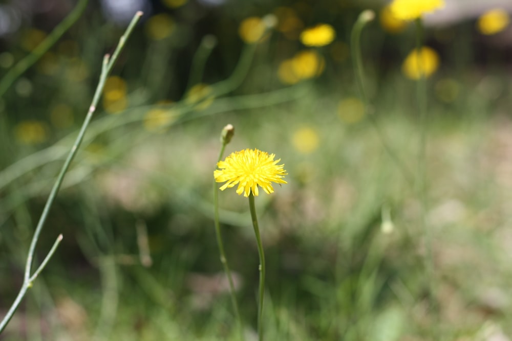 yellow flower in tilt shift lens