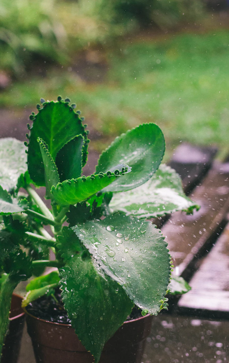 Potted plants on an Indian
    balcony being prepared for the rainy season