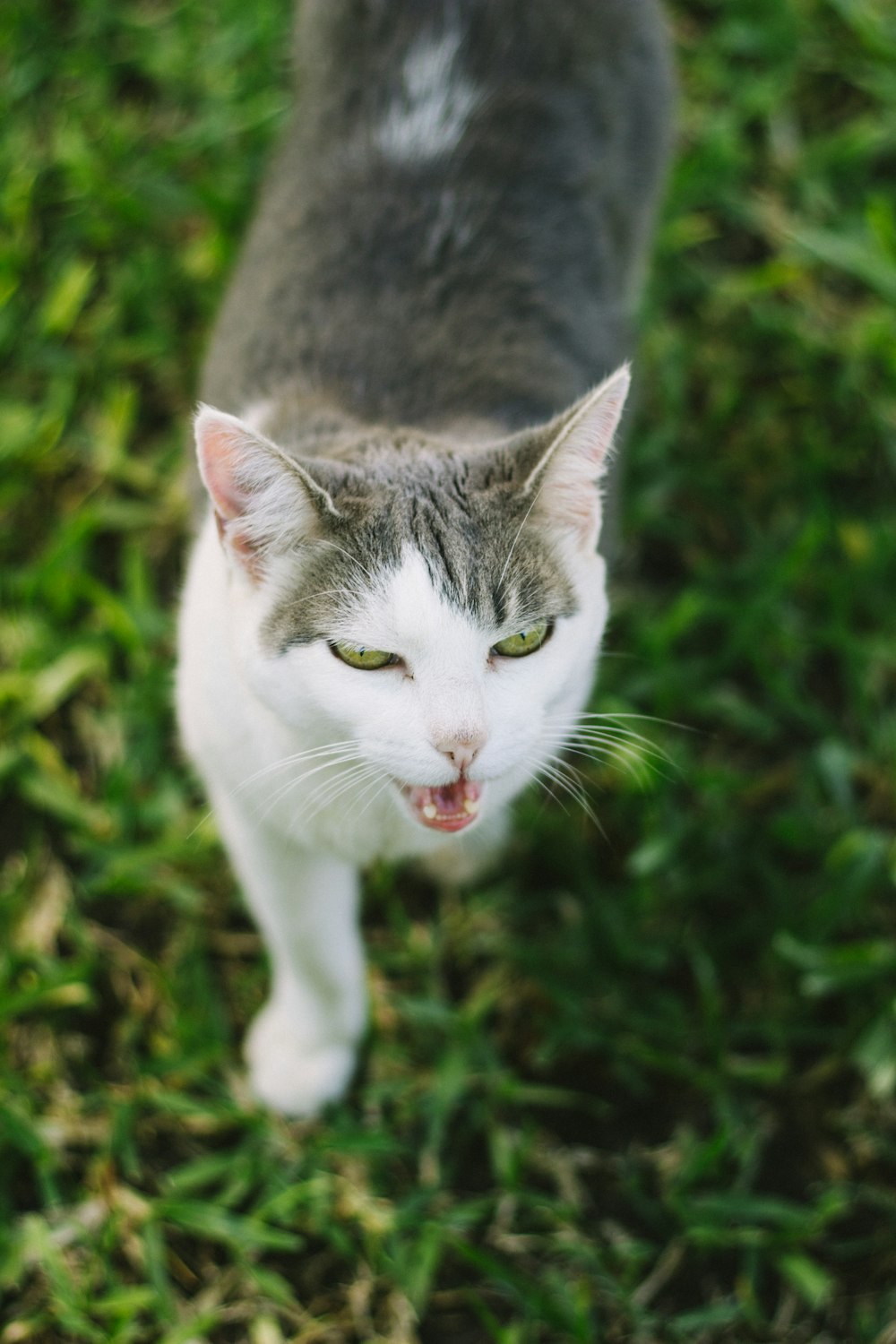 white and grey cat on green grass during daytime