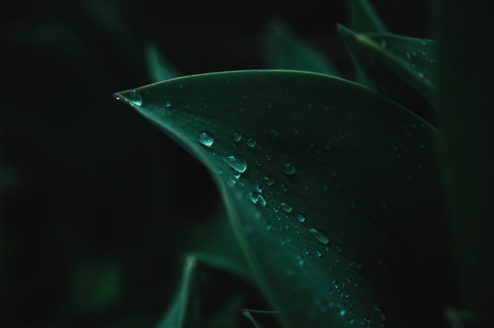 water droplets on green leaf