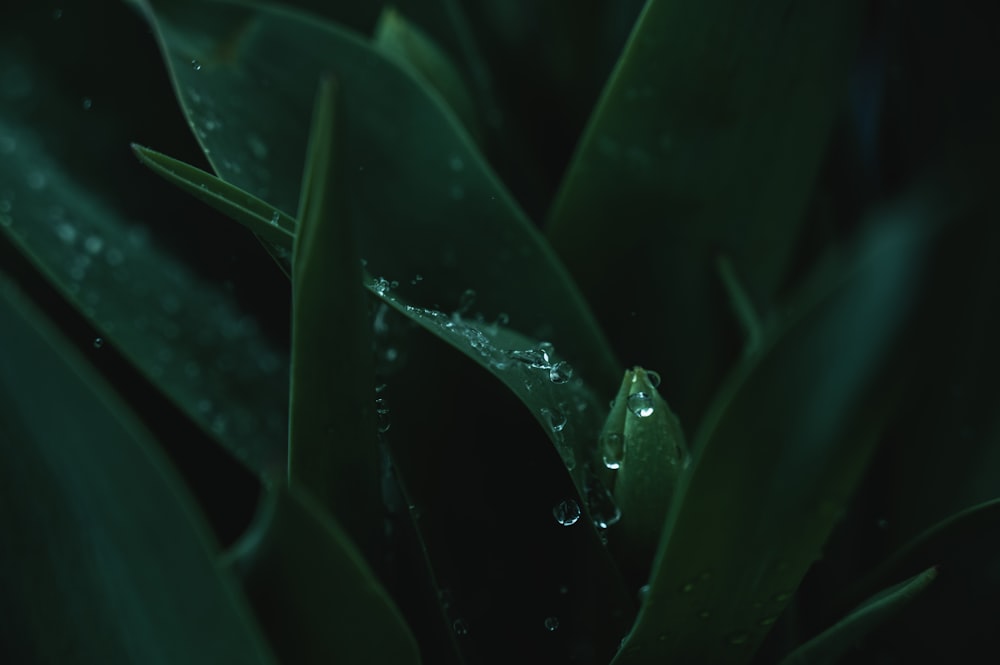 water droplets on green plant