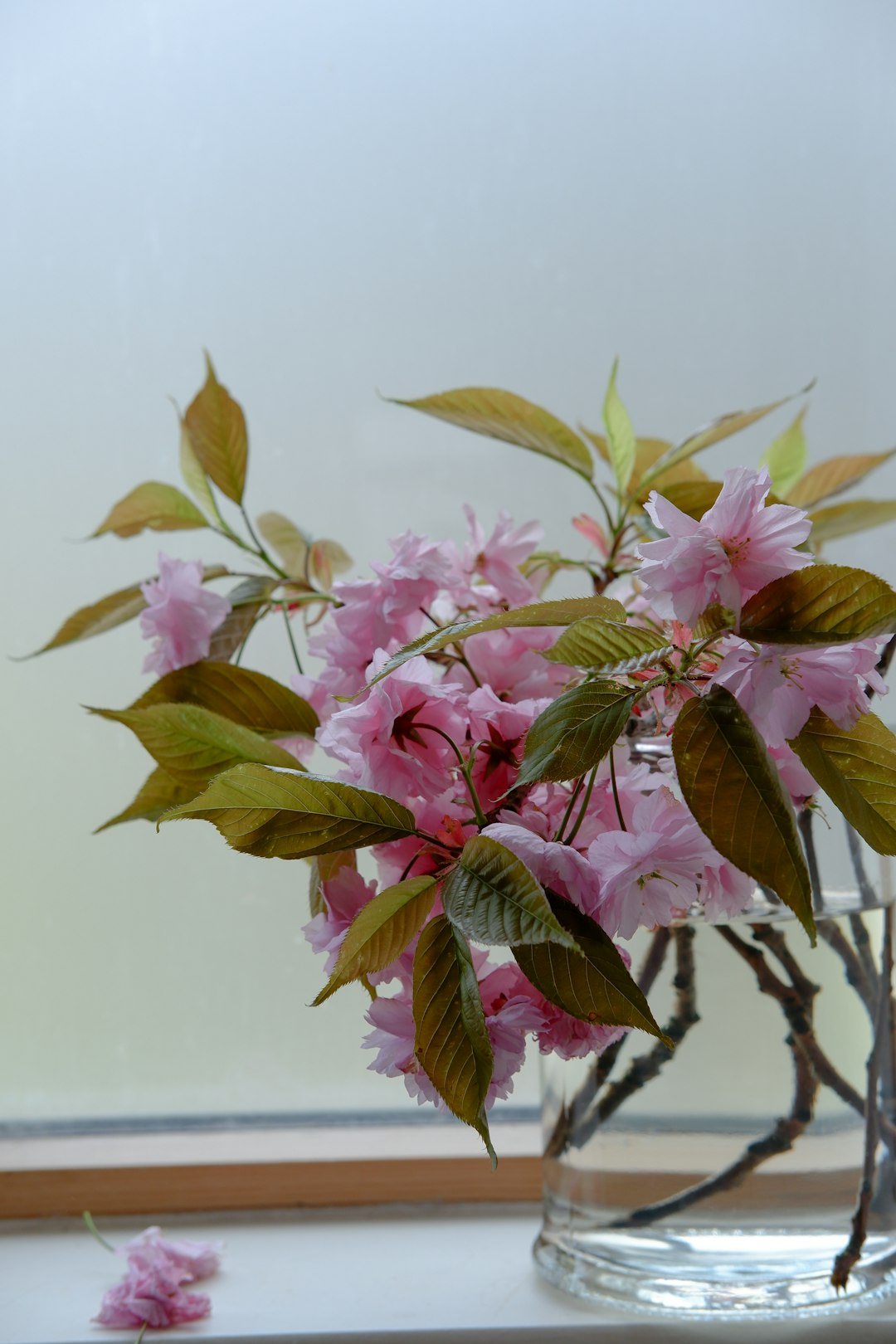 pink and white flower in close up photography