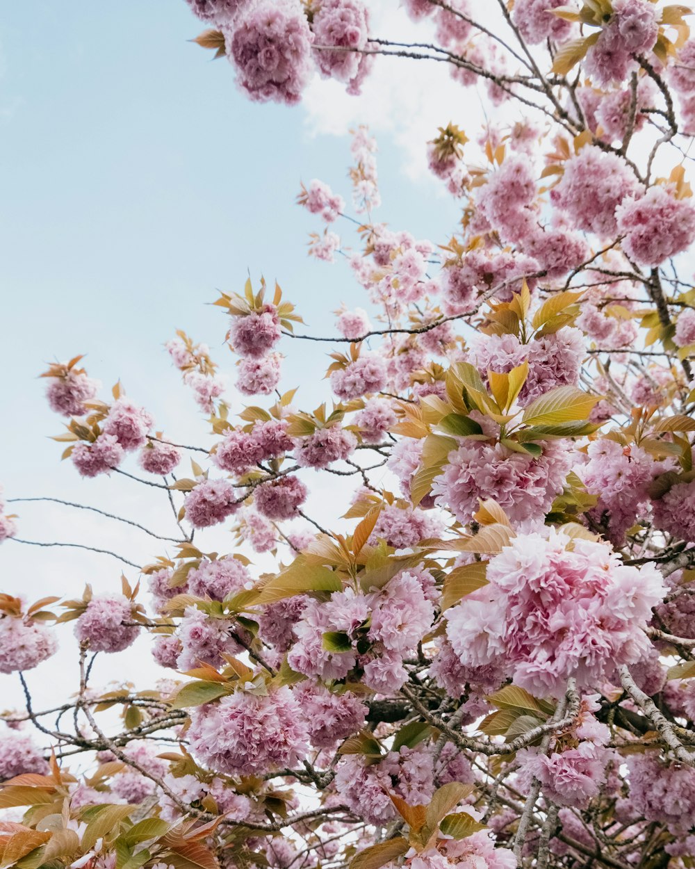 pink and white flowers under blue sky during daytime