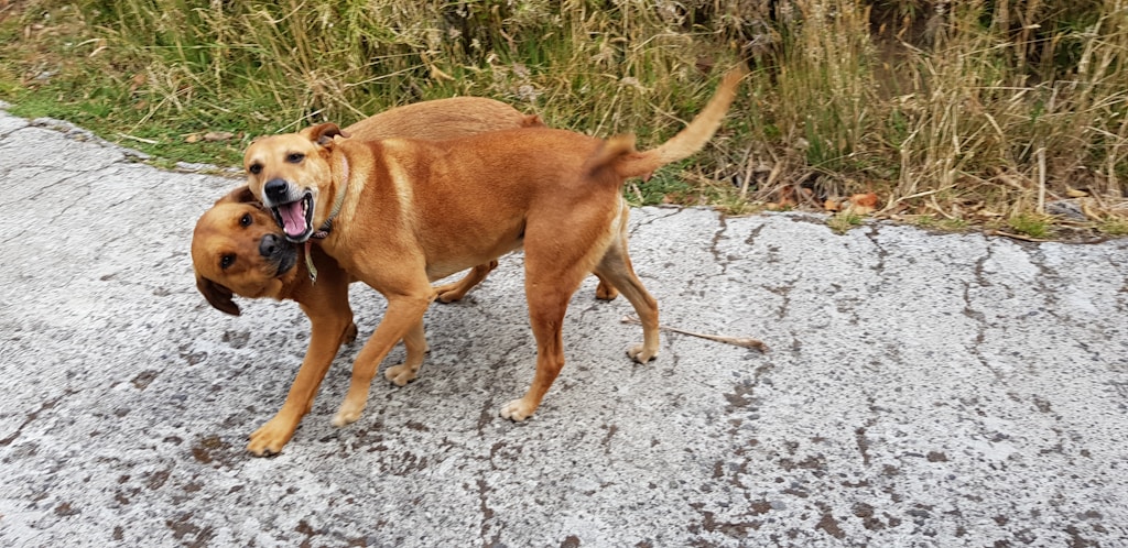 Multi-Dog Chew Bundle