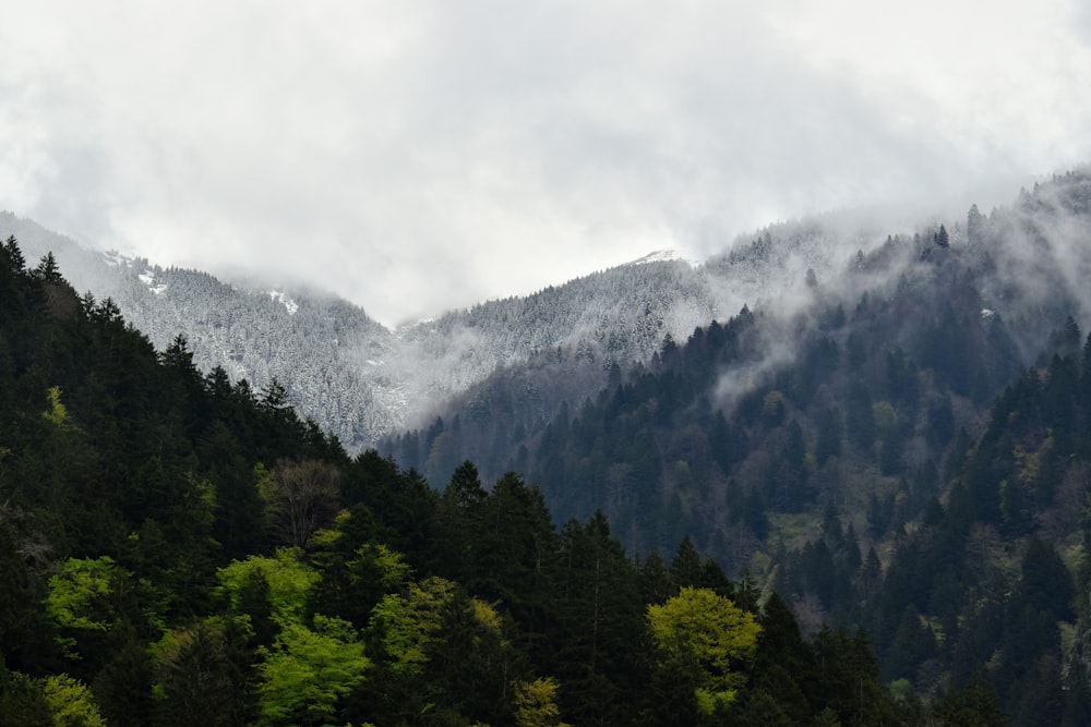 green trees near mountain under white clouds during daytime