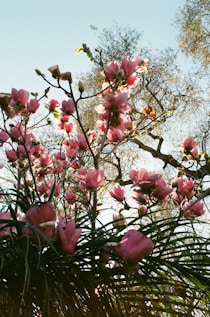 pink flowers under blue sky during daytime