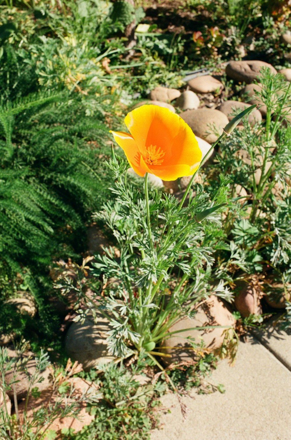 yellow flower with green leaves