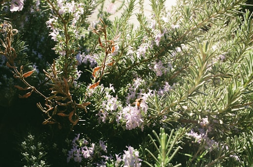 Flowering Rosemary for Pollinators