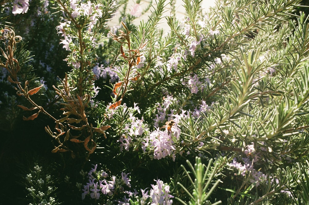 purple flowers with green leaves