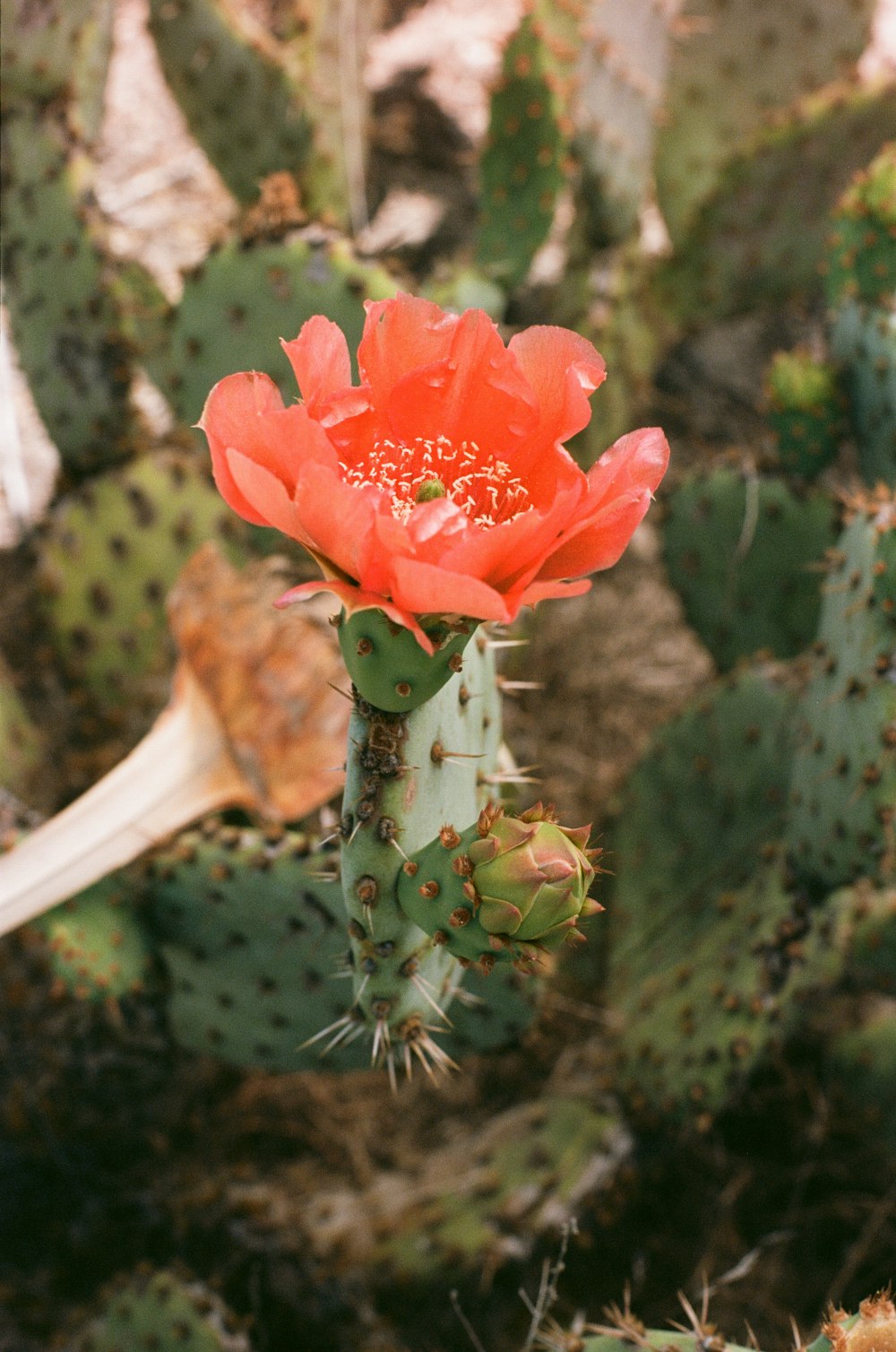 999+ Fotos de flores de cactus | Descargar imágenes gratis en Unsplash