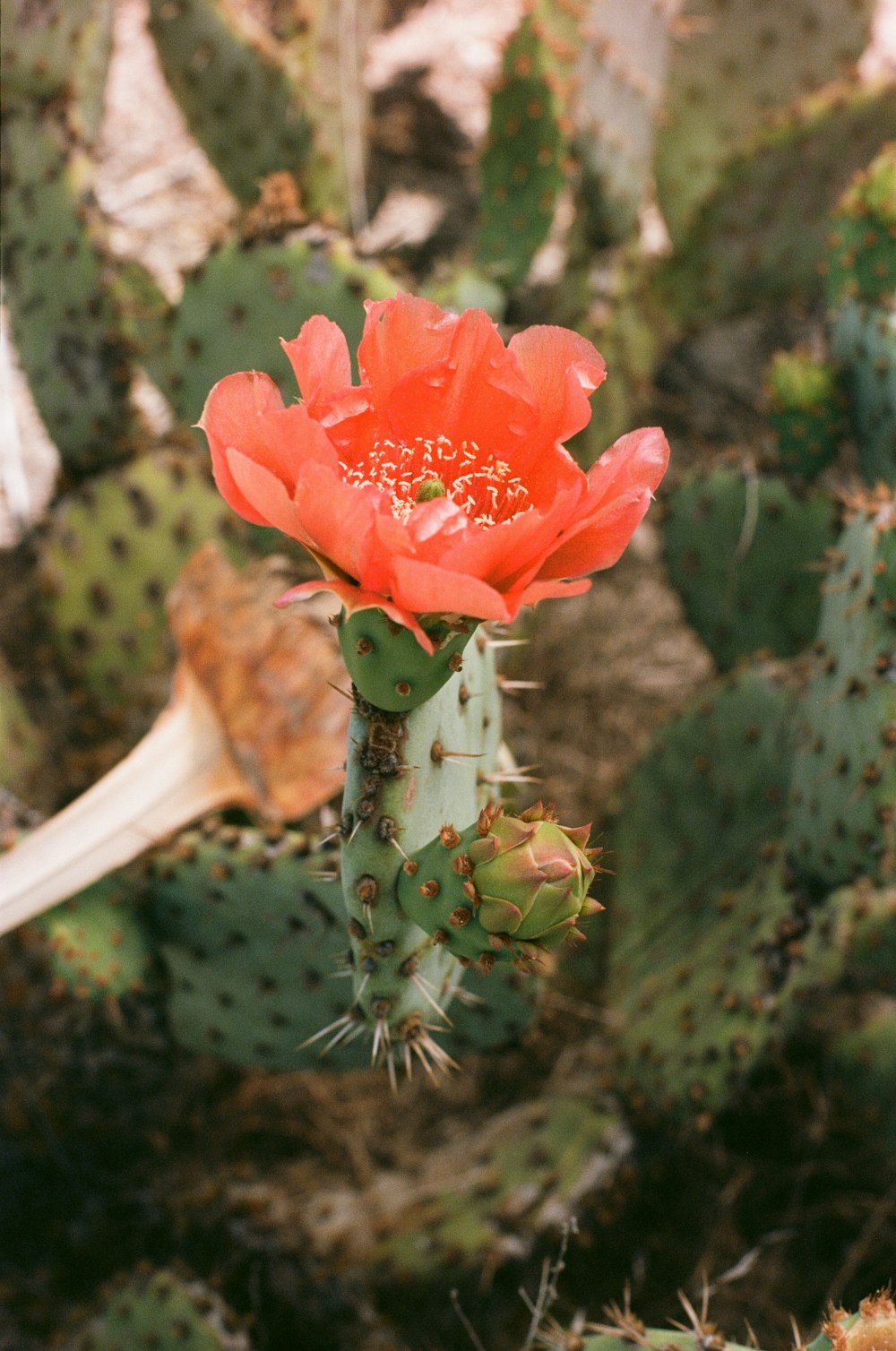 red flower in green plant