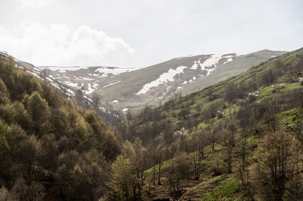 green trees on snow covered mountain during daytime