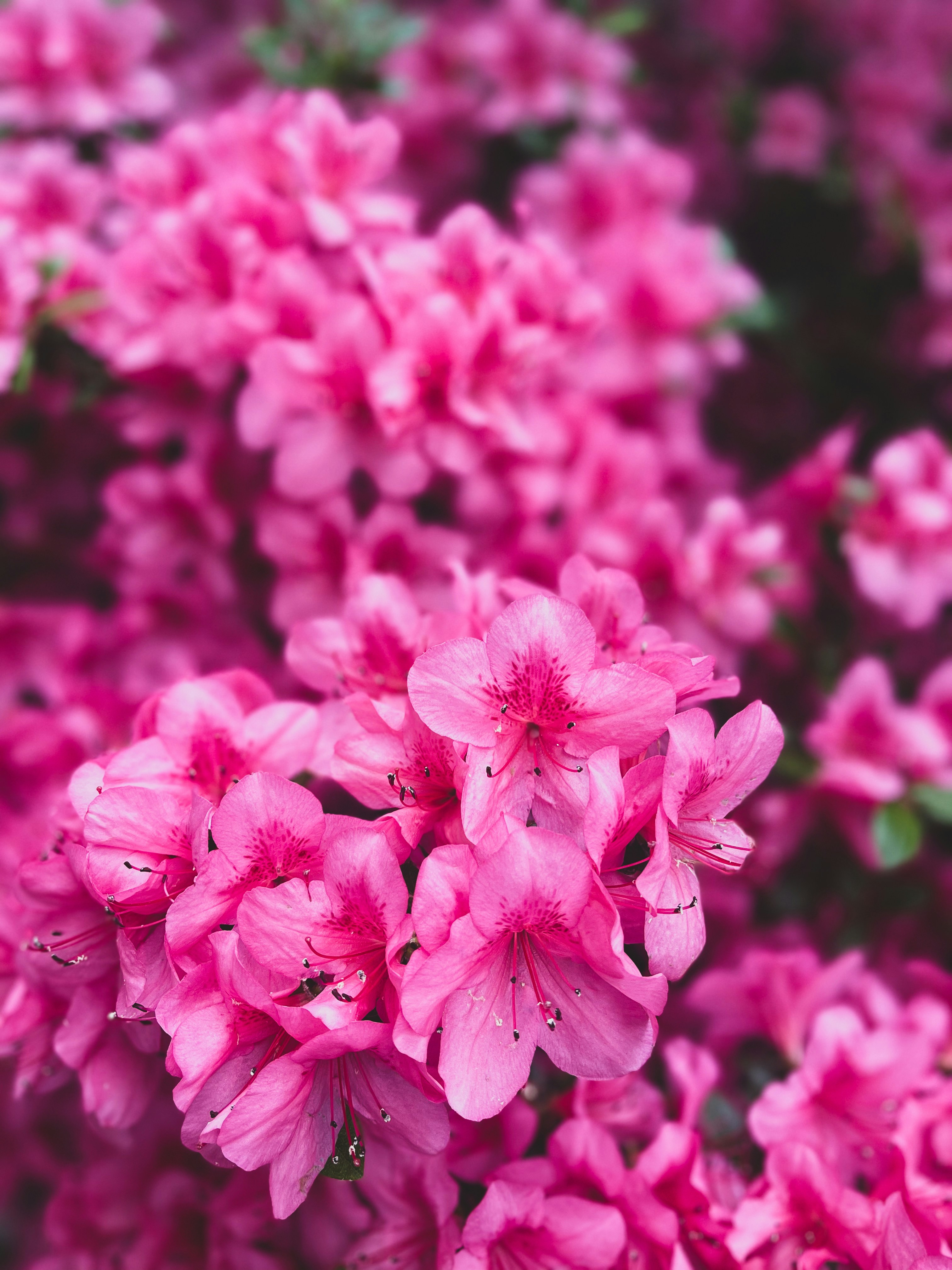 Photo by antovilardo