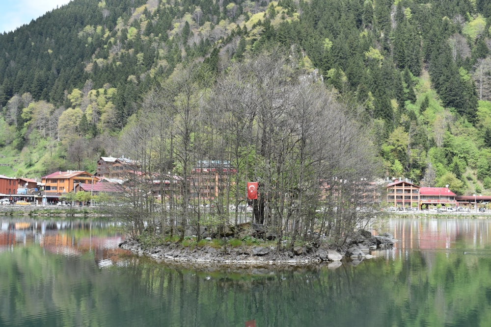 green trees near body of water during daytime