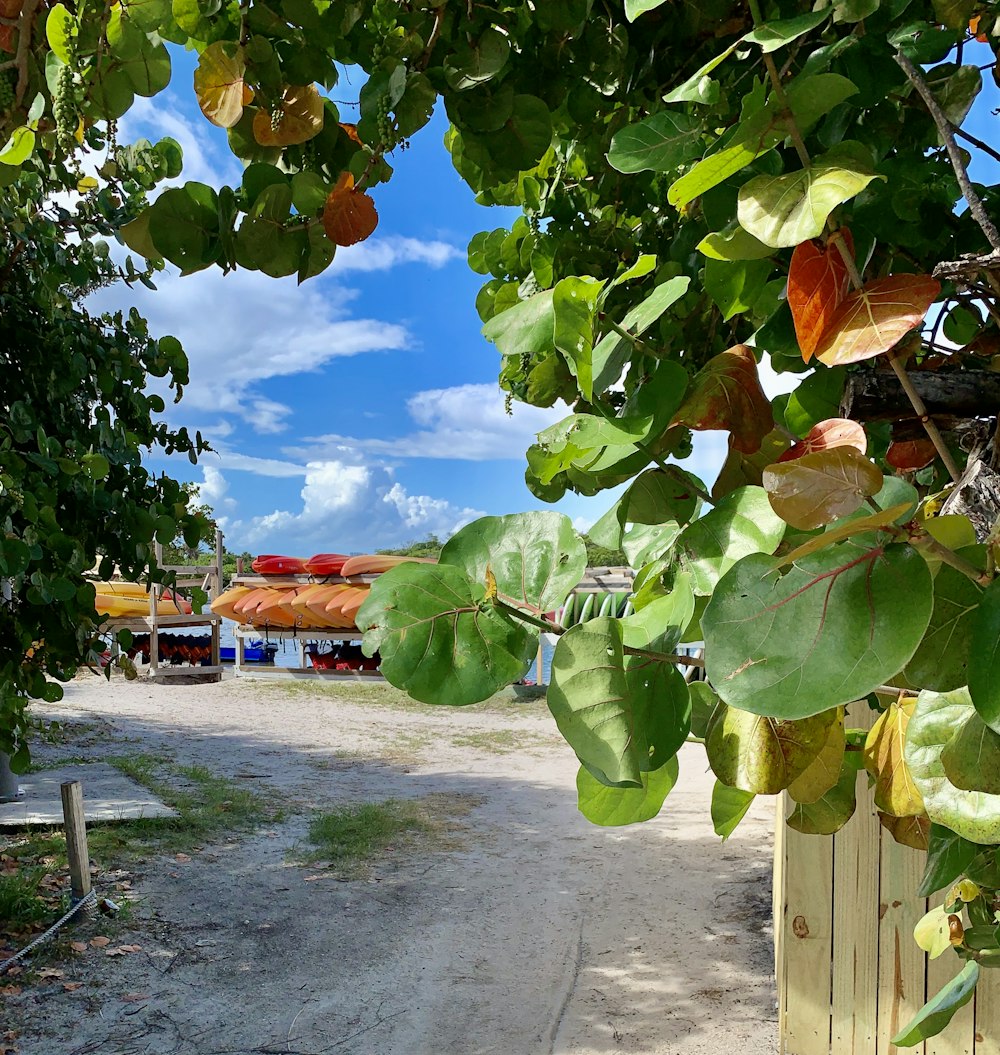 green leaf tree near brown wooden fence during daytime