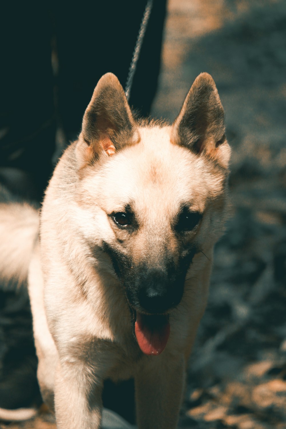 white and brown short coated dog