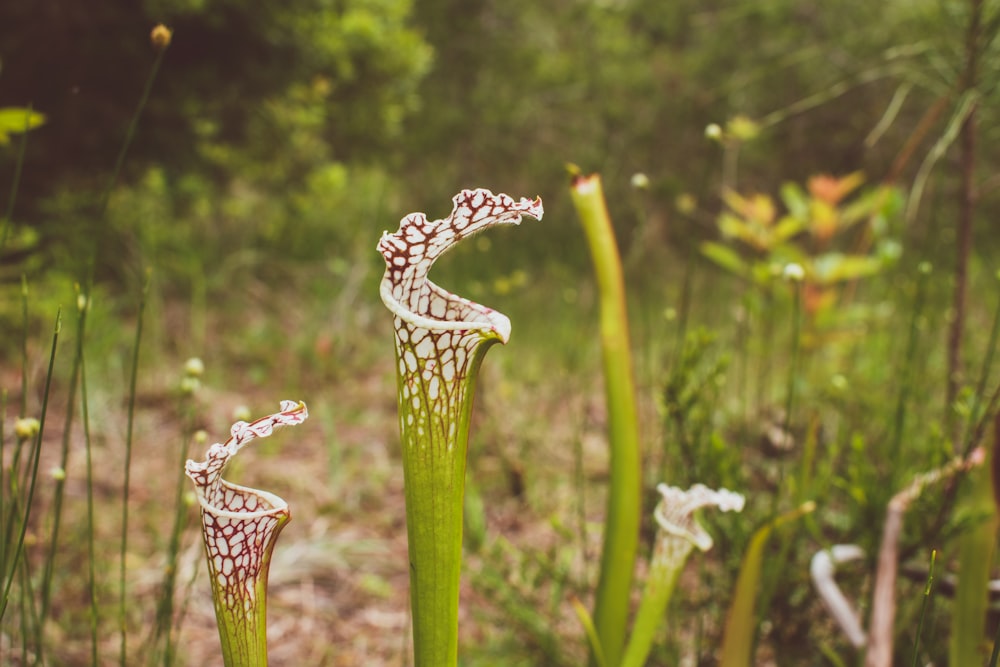 planta verde com gotículas de água