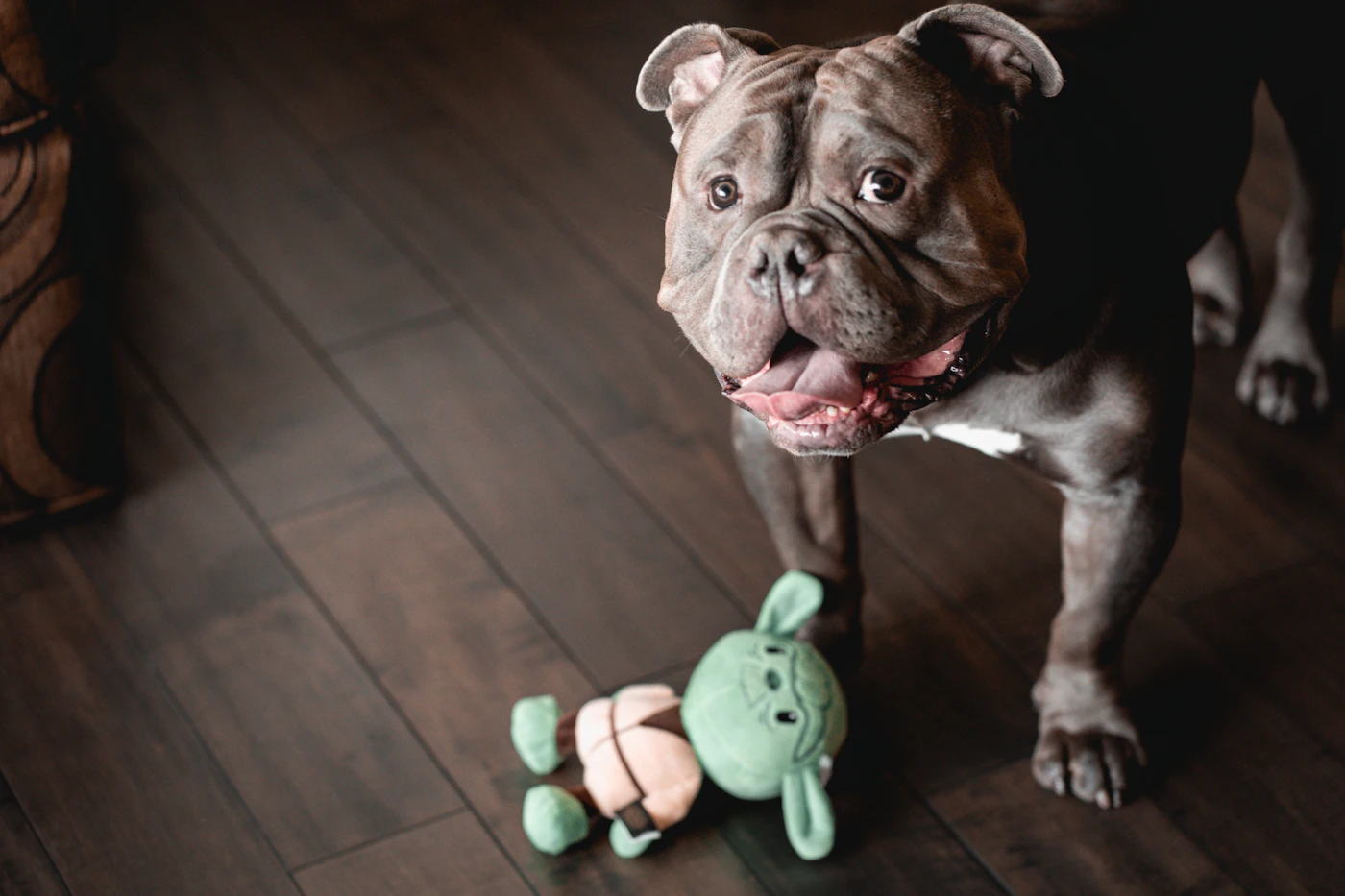 A happy grey bully-breed dog standing over a plush toy on a warm hardwood floor at home