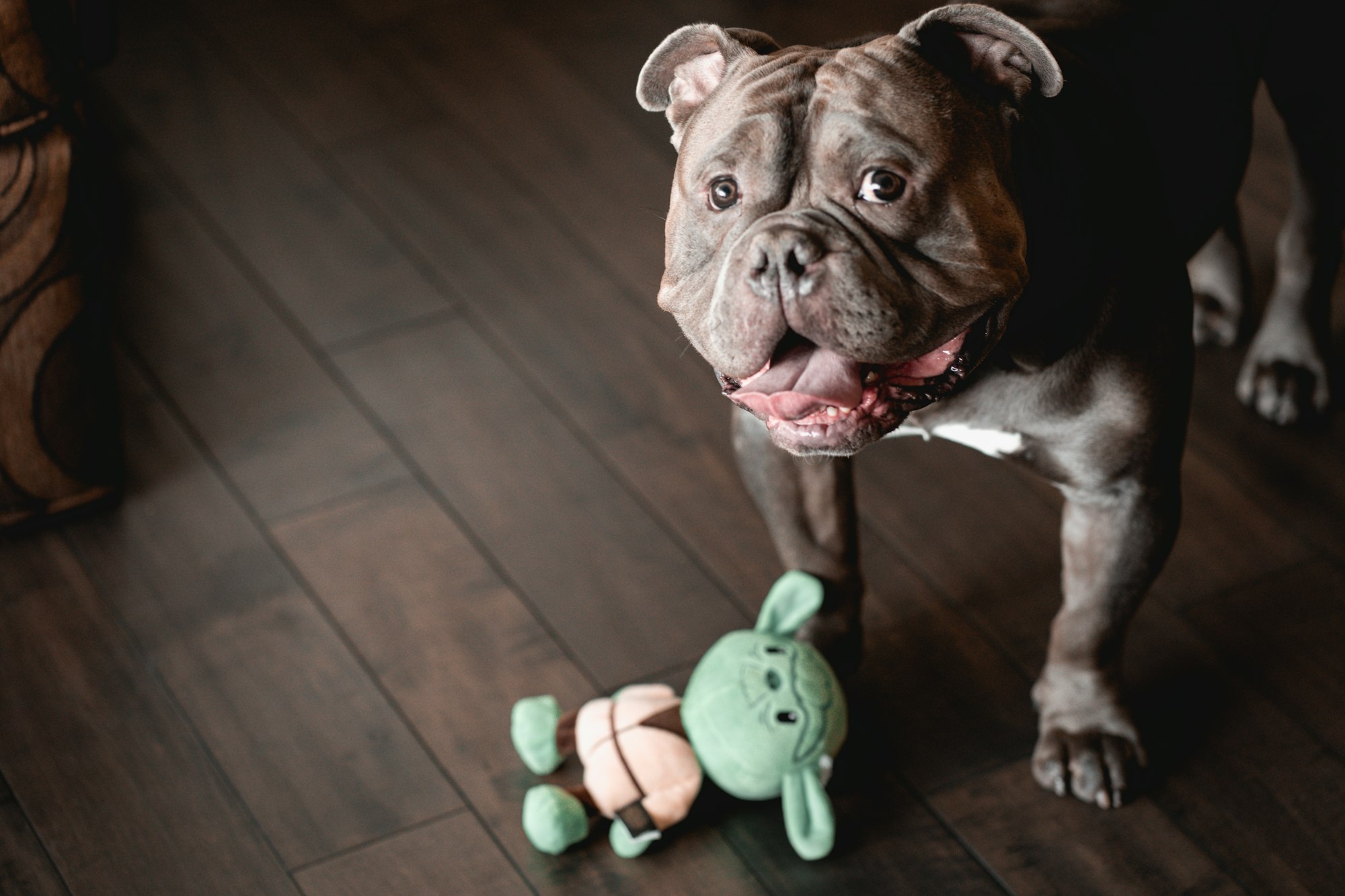 Silver grey American Bully puppy ( Captain the Bully ) playing on may the fourth starwars day with baby yoda. 
