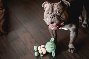 A dog with a muscular build and dark coat stands on a wooden floor, looking up with a playful and curious expression. In front of the dog lies a green plush toy resembling a character.