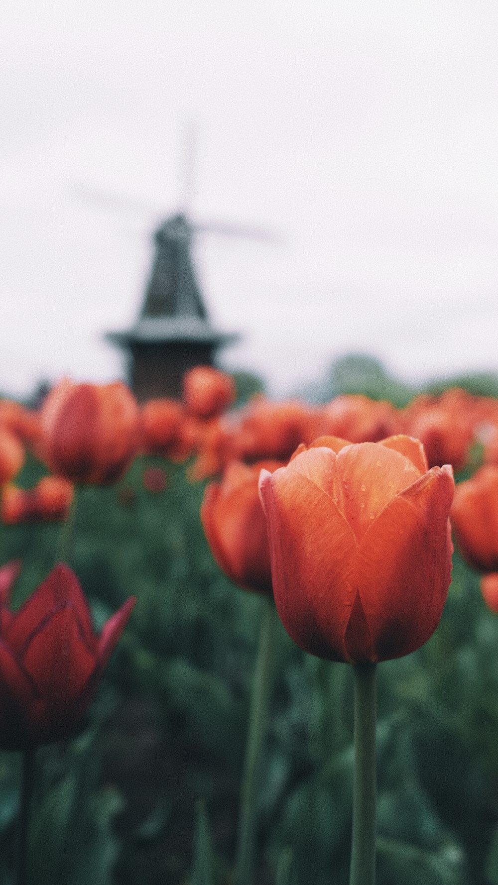 red tulips in bloom during daytime