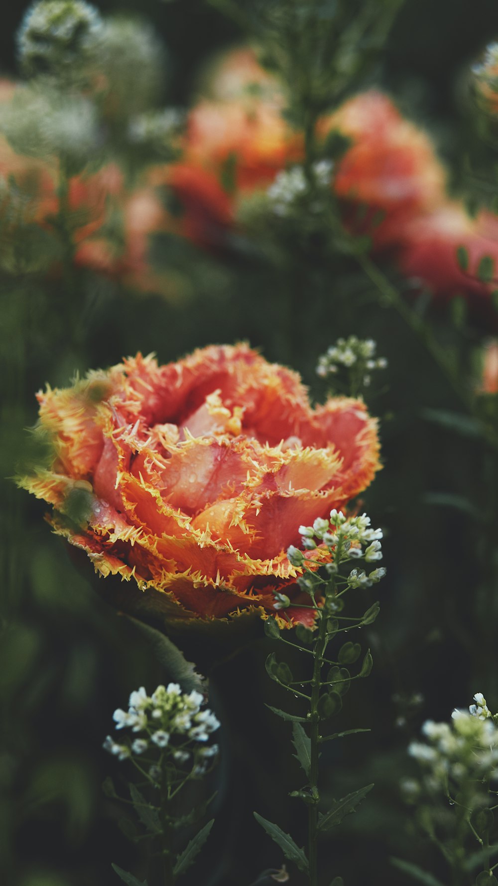 red flower in tilt shift lens