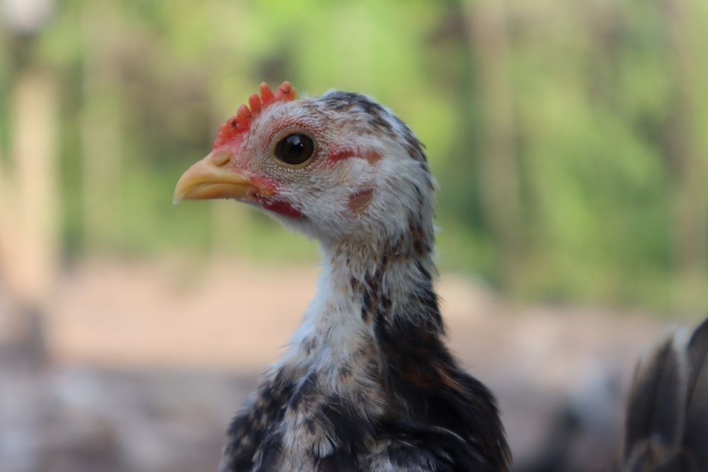 white and black chicken on brown soil