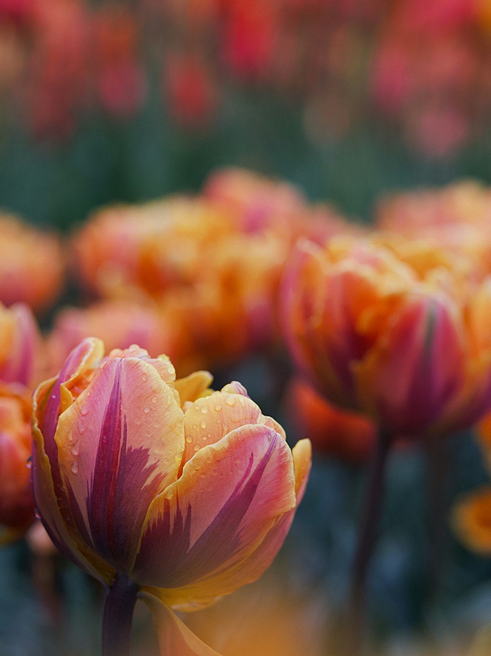 pink and yellow flower in tilt shift lens