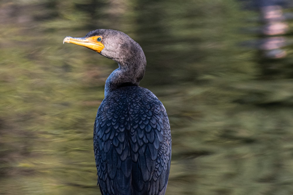 Pato negro en el cuerpo de agua durante el día