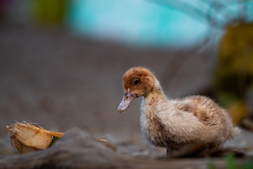 brown duck on brown sand during daytime