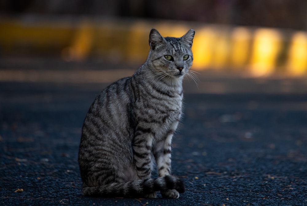 silver tabby cat on black asphalt road during daytime
