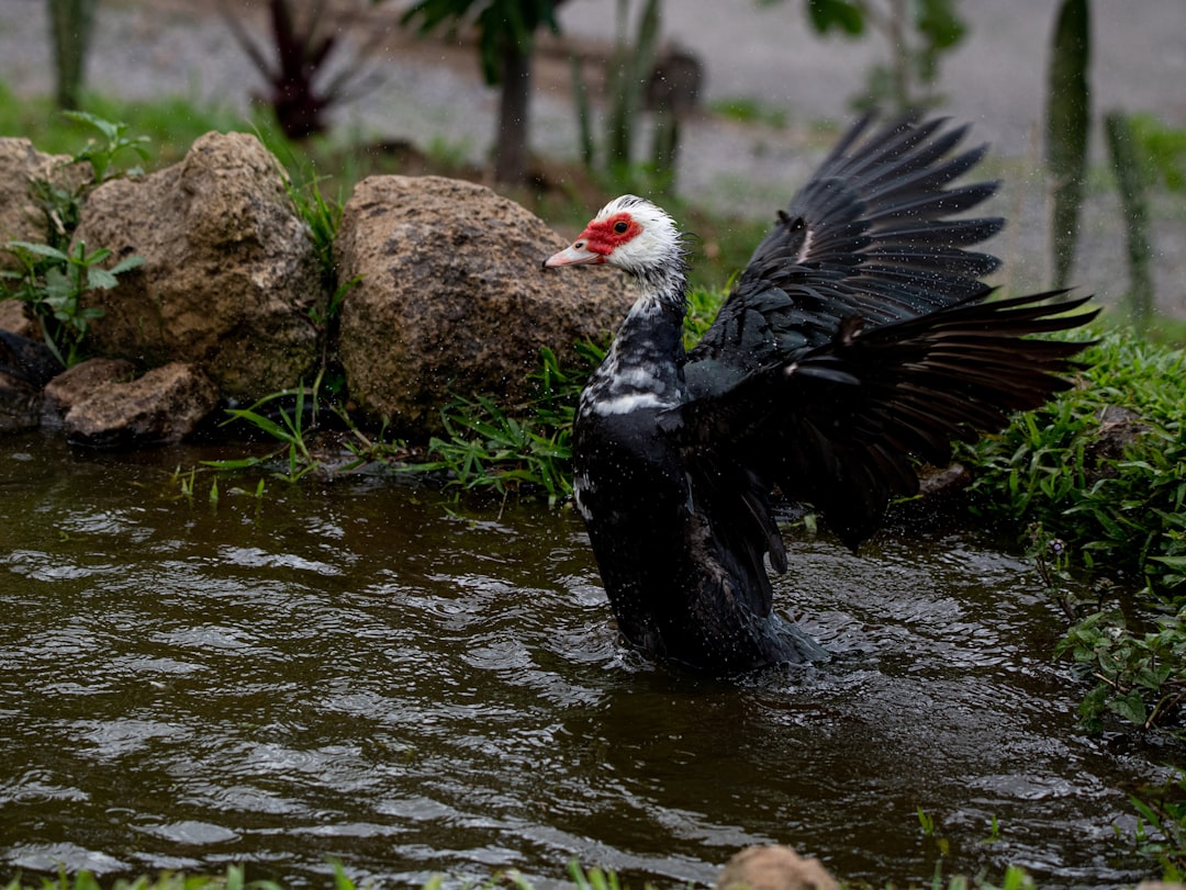 black and white bird on brown rock