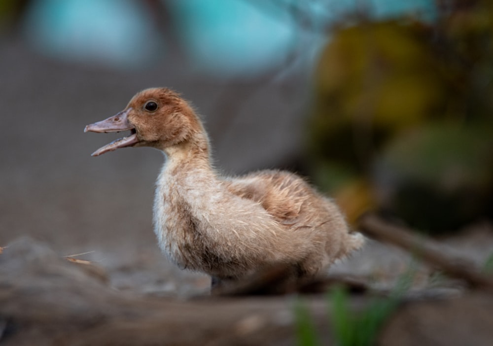 brown chick on brown soil