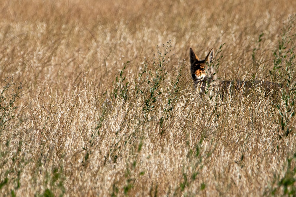 brown fox on brown grass field during daytime