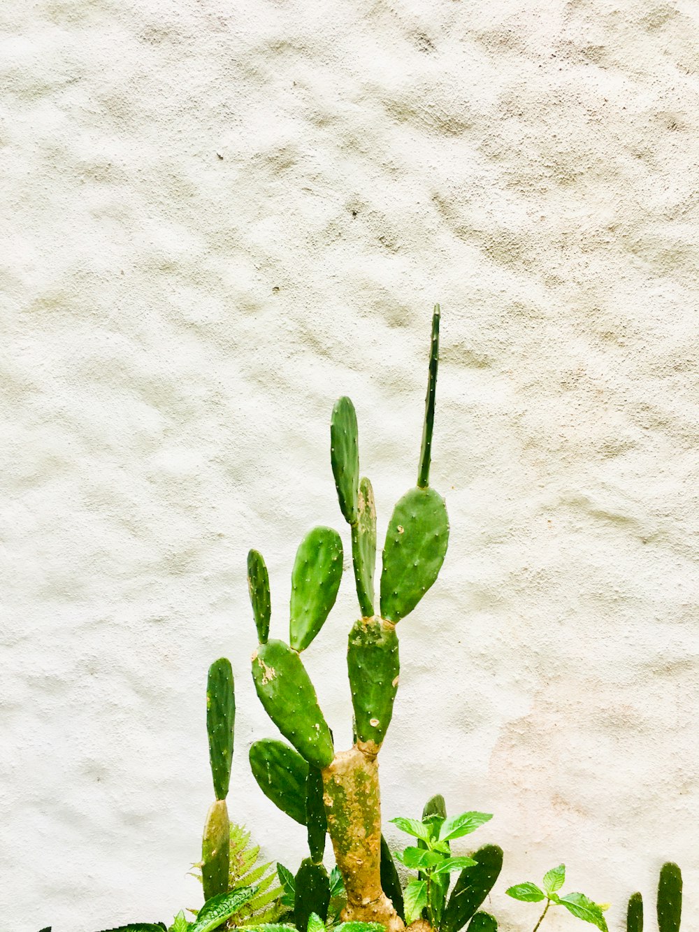 a green plant in front of a white wall