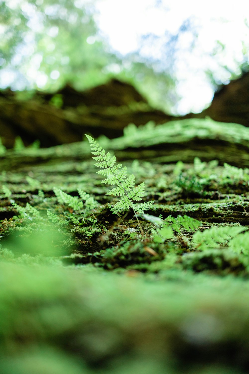 green moss on brown tree trunk