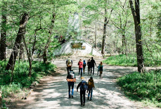 people walking on pathway between trees during daytime