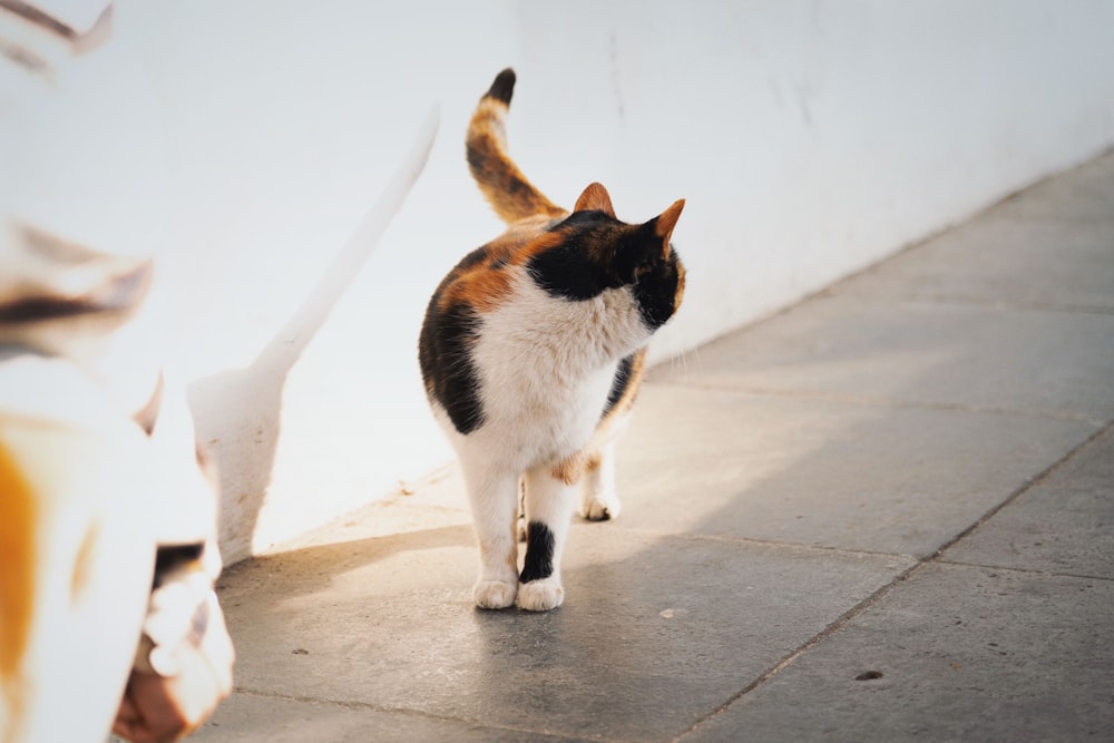 white and brown cat walking on gray concrete floor