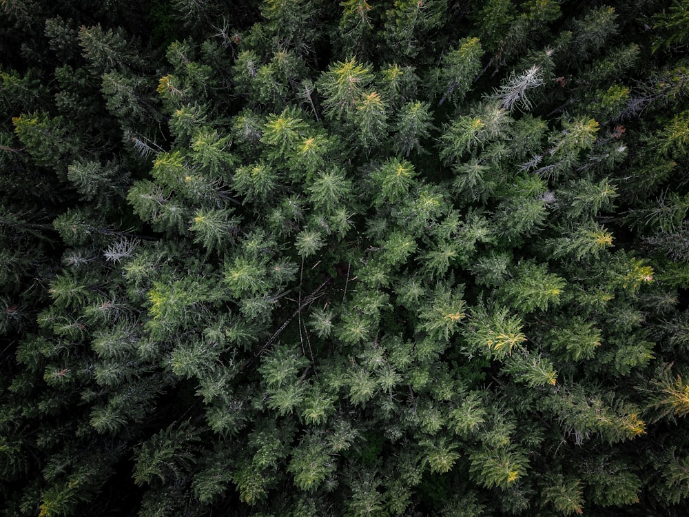 green pine tree during daytime