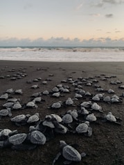 gray stones on seashore during daytime