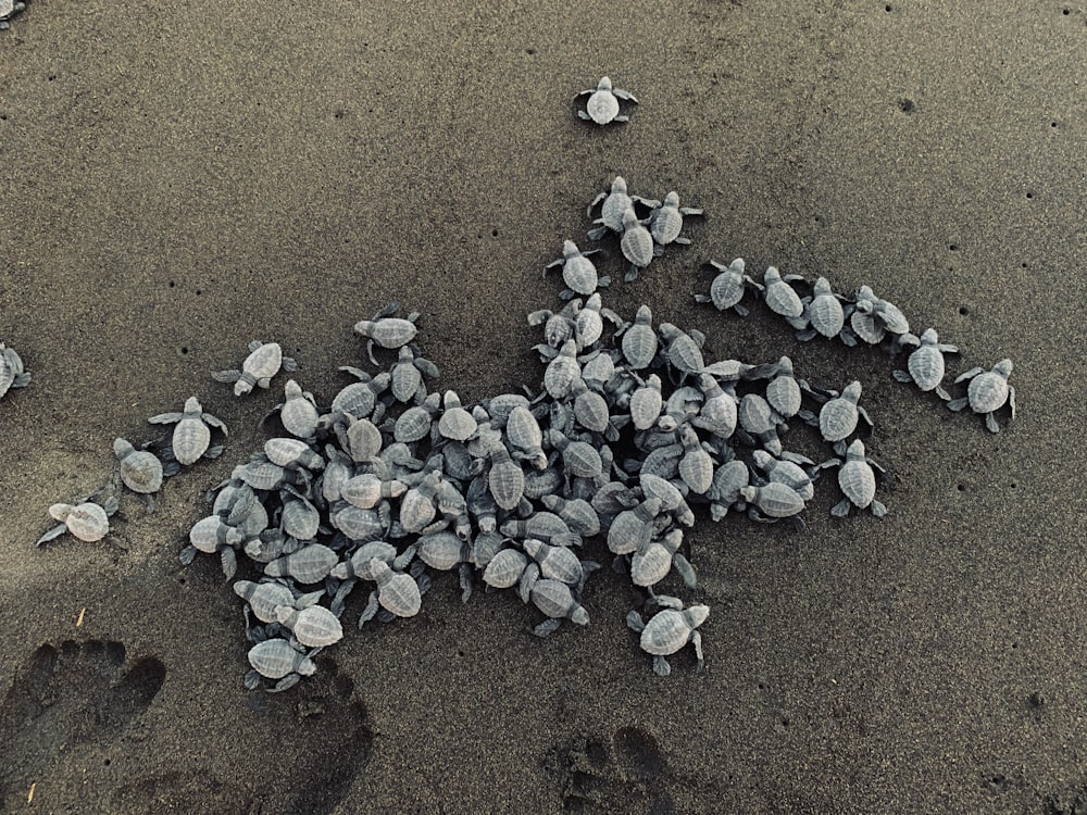 pedras brancas e cinzentas na areia marrom