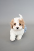 A fluffy, small puppy with curly fur that is a mix of white and light brown, standing on a plain gray surface. Its big, expressive eyes and playful demeanor suggest a friendly and curious nature.