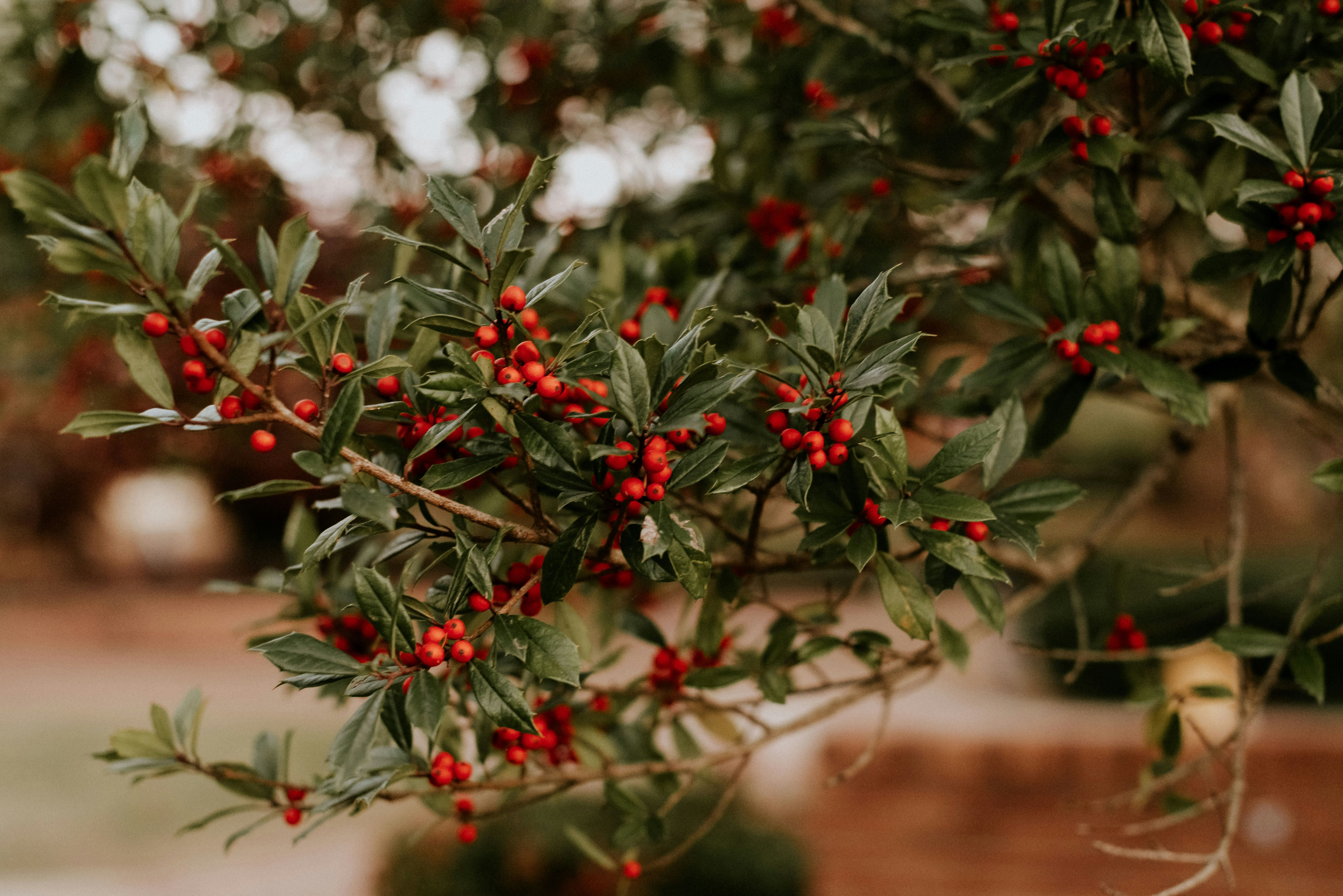 Choose from a curated selection of tree photos. Always free on Unsplash.